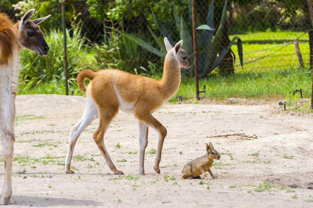 Young guanaco foal in a field