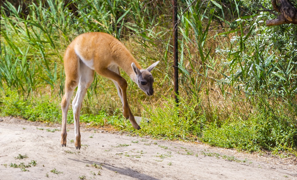 Young guanaco foal is jumping a big