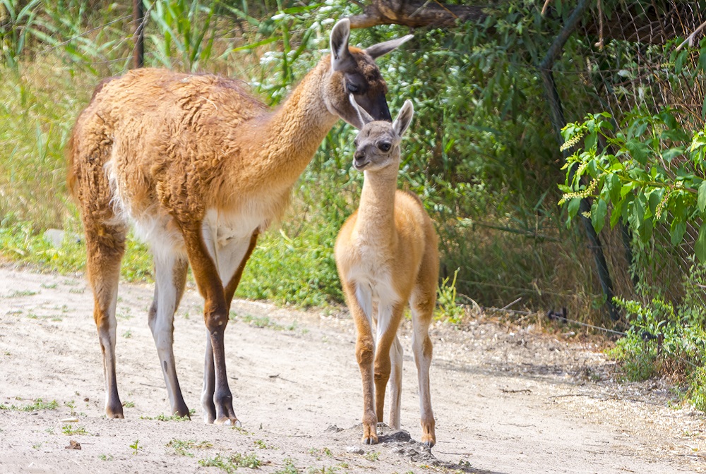 Young guanaco foal in a field