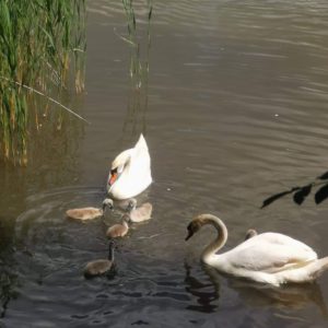 toth.orsolya08@gmail.com