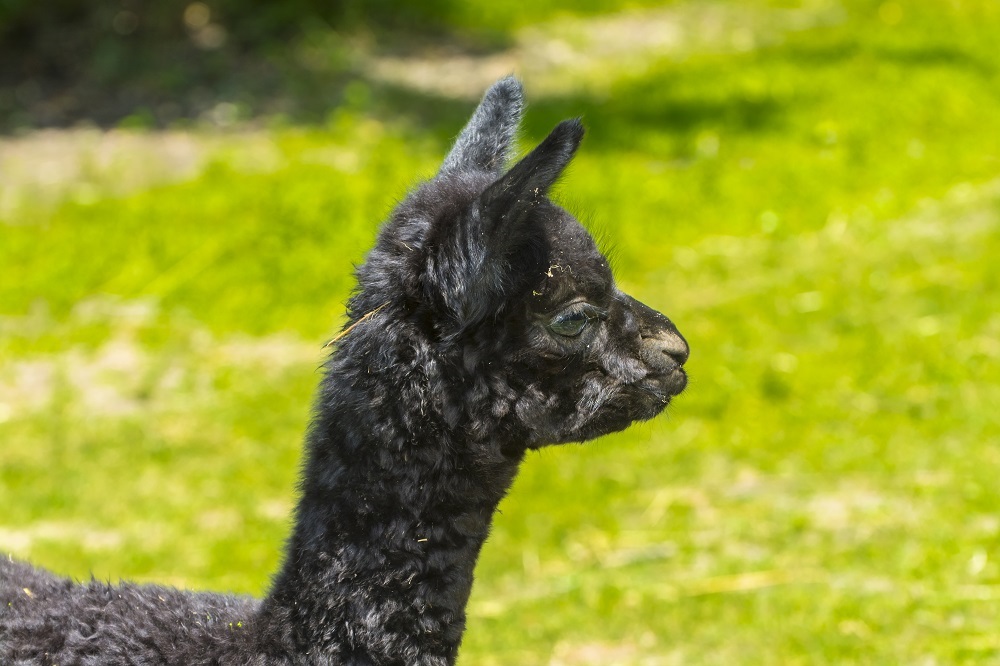 Black alpaca foal in a green field