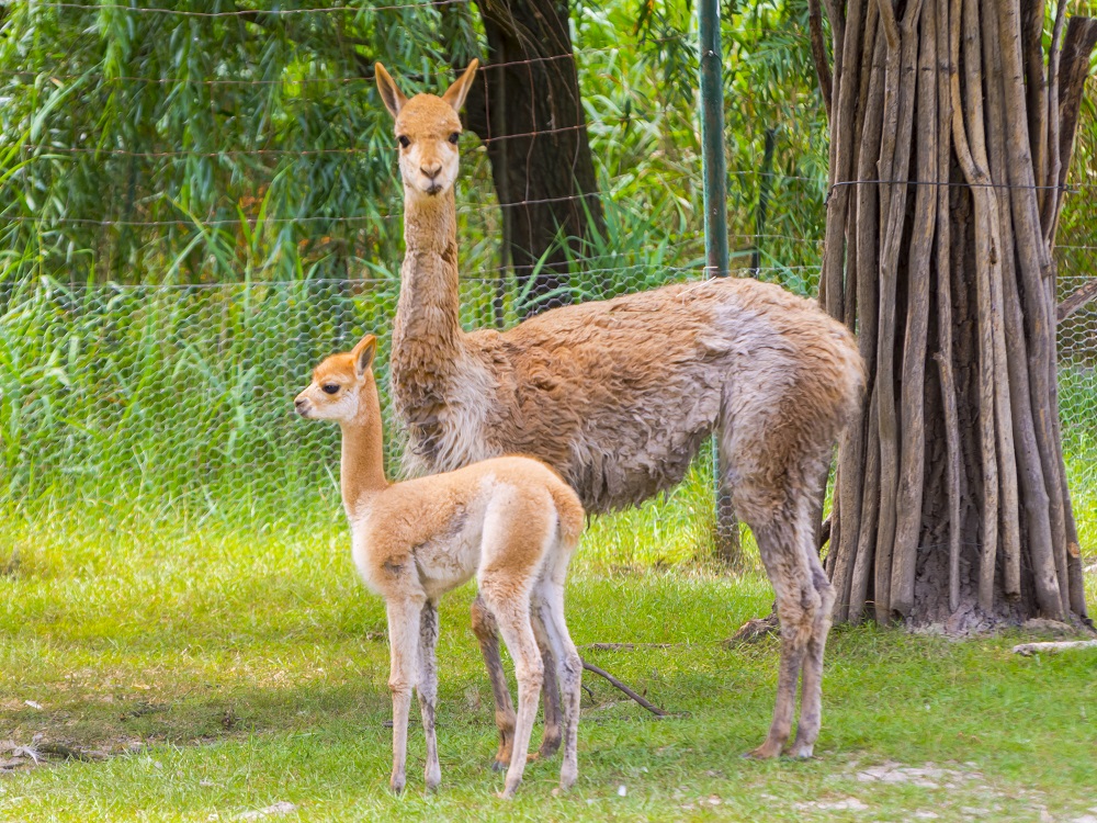 Young vicugna foal in a green field