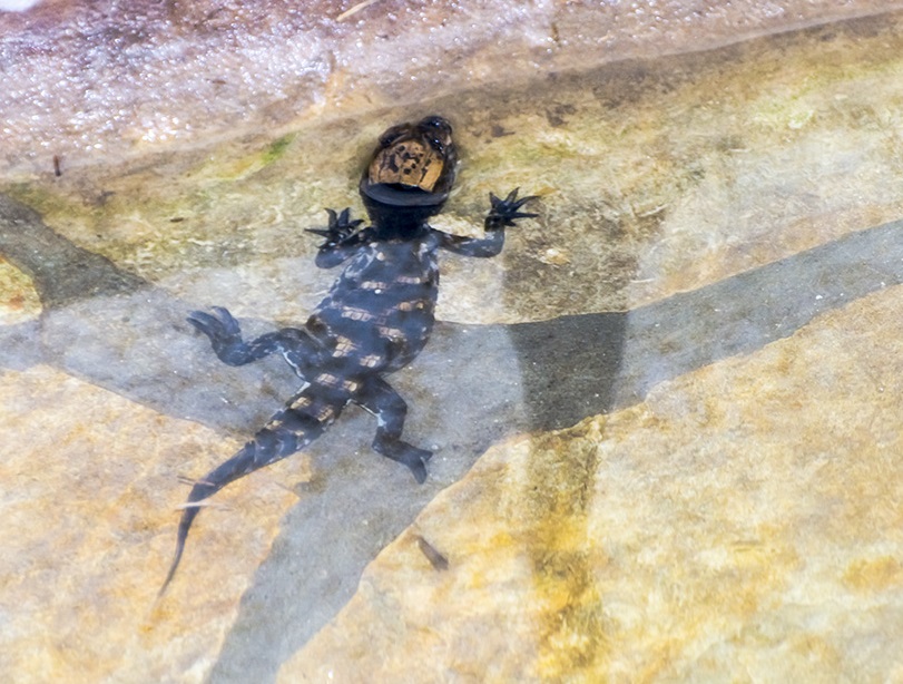 Fresh hatched baby African baby crocodile