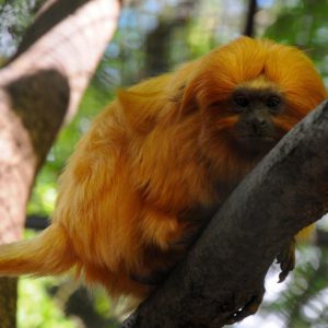 Gatszegi Gerda Timea