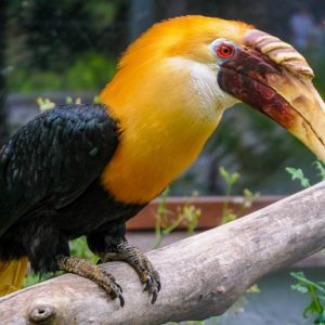 Gatszegi Gerda Timea