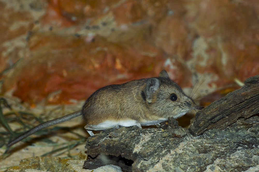 Round-eared elephant shrew or sengi in a terrarium