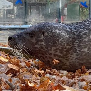 Hraskane Reisinger Anita