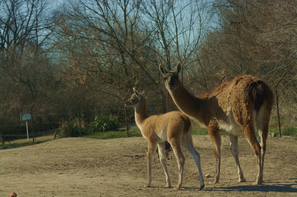 guanaco_03