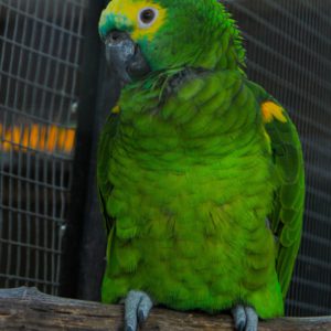 Gatszegi Gerda Timea