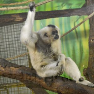 Farkasne Ficzere Vivien