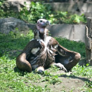 Farkasne Ficzere Vivien