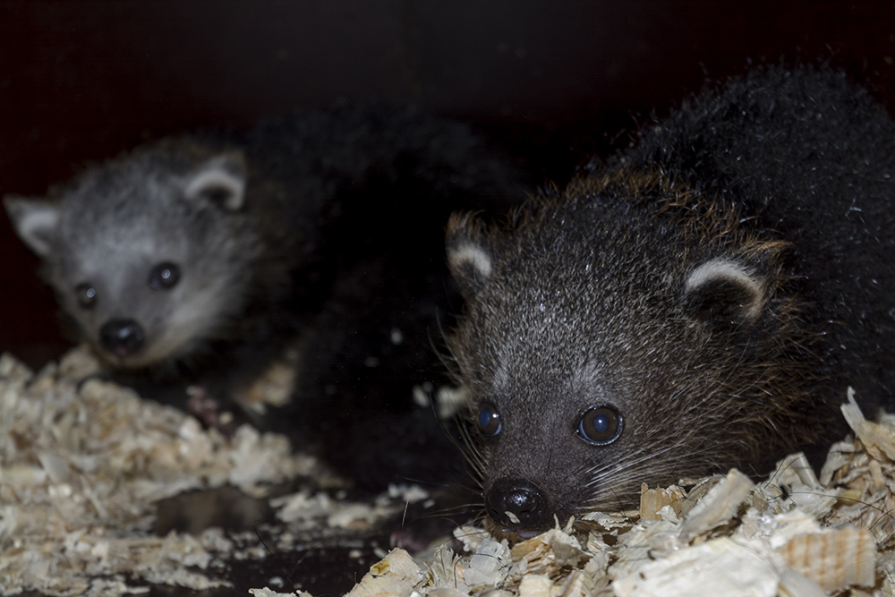 Baby binturong, its scientific name is Arctictis binturong