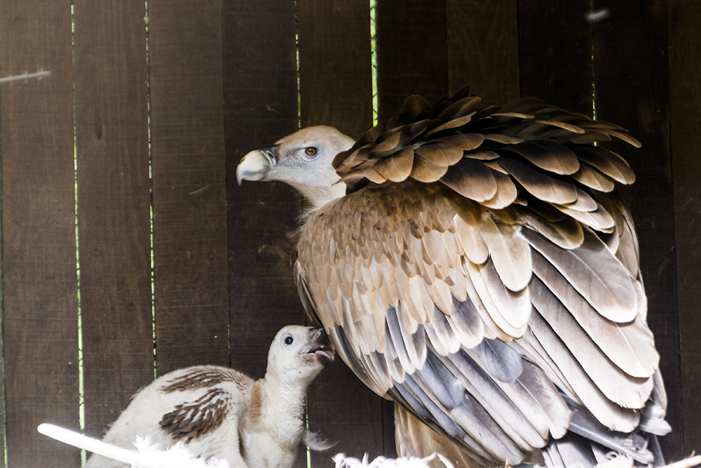 Griffon vulture, its scientific name is Gyps fulvus