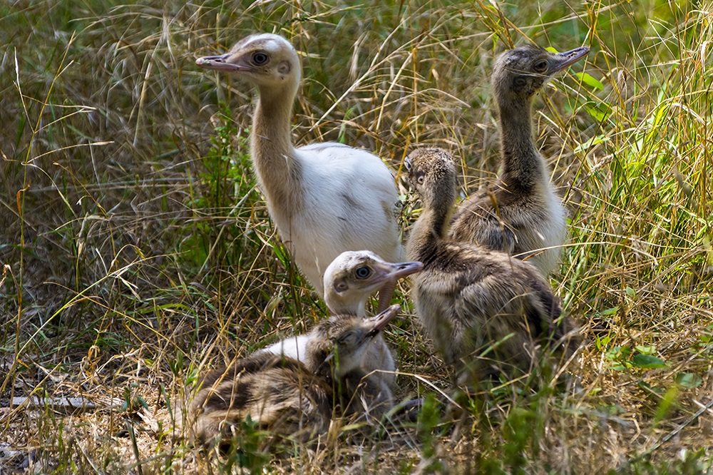 Greater rhea or nandu chick on the ground