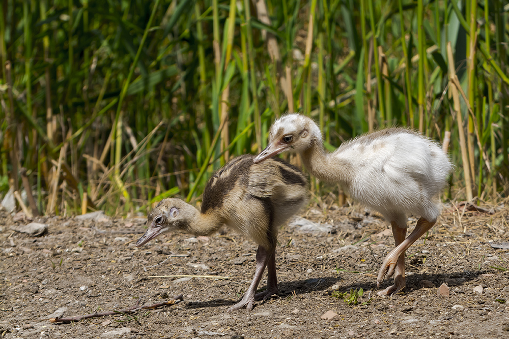 Great rhea chick, its scientific name is Rhea americana