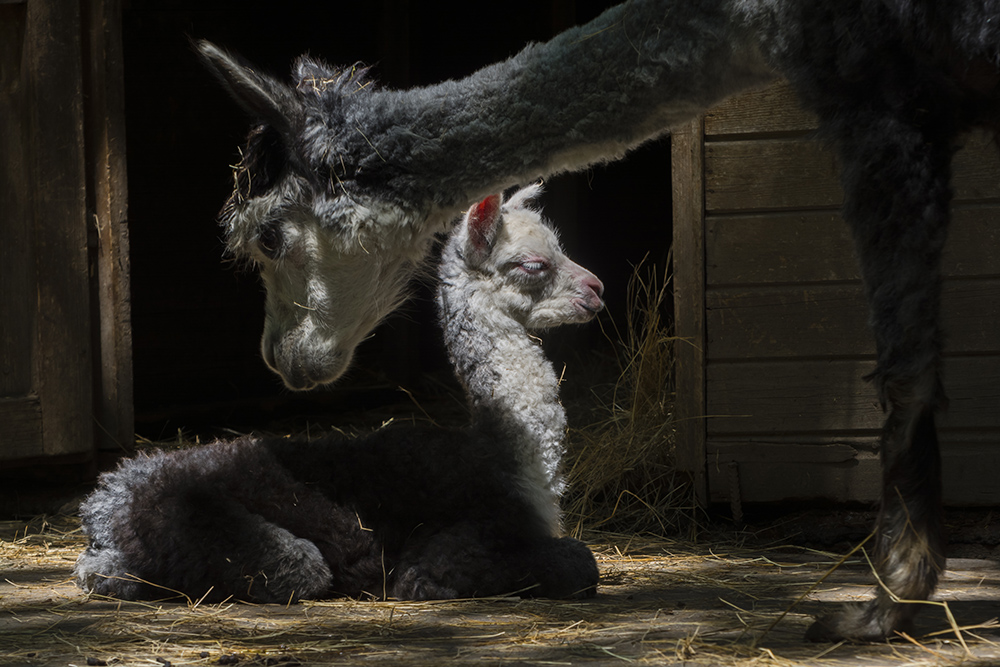 Alpaca cria, its scientific name is Vicugna pacos