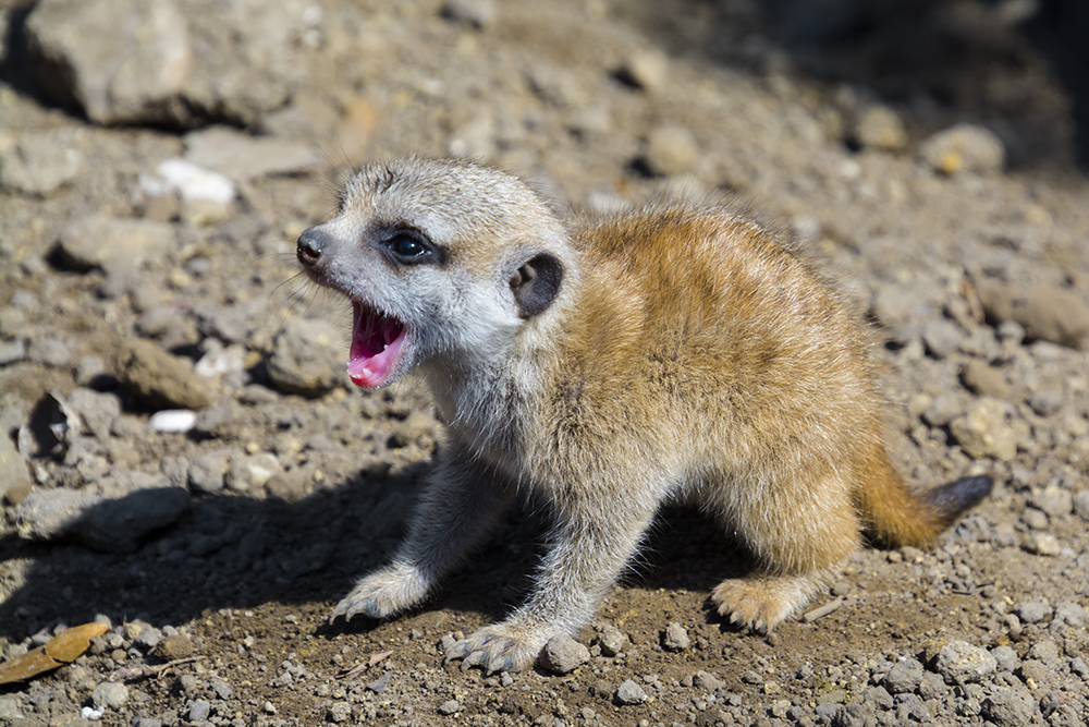 Meerkat baby on the ground on a summer day