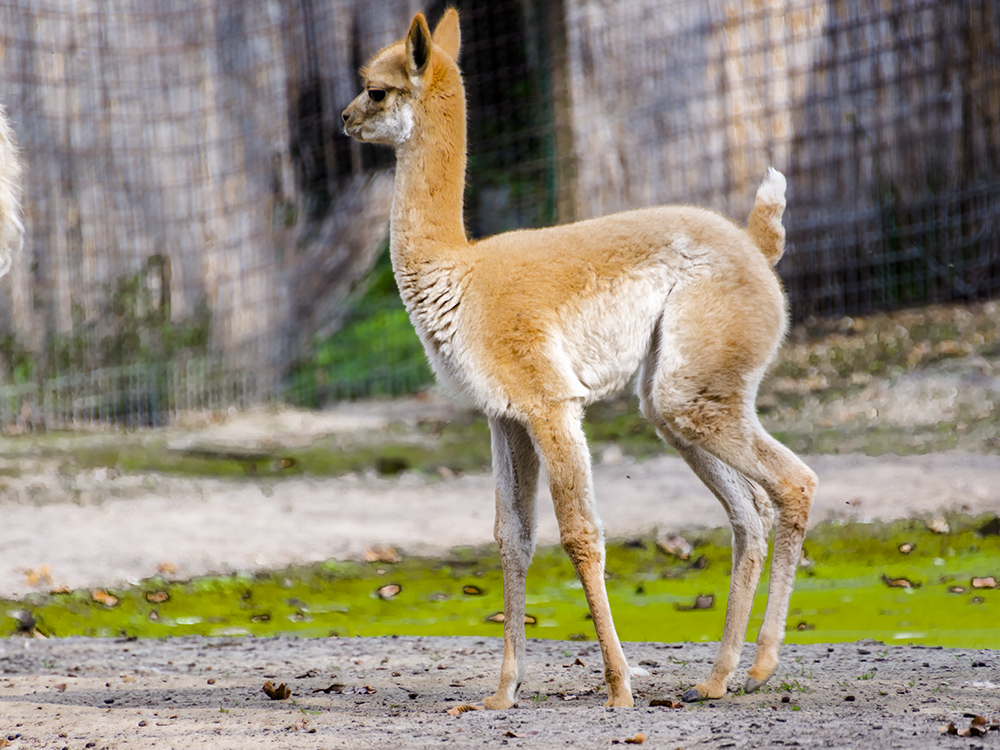 Vicugna baby or cria in an enclosure