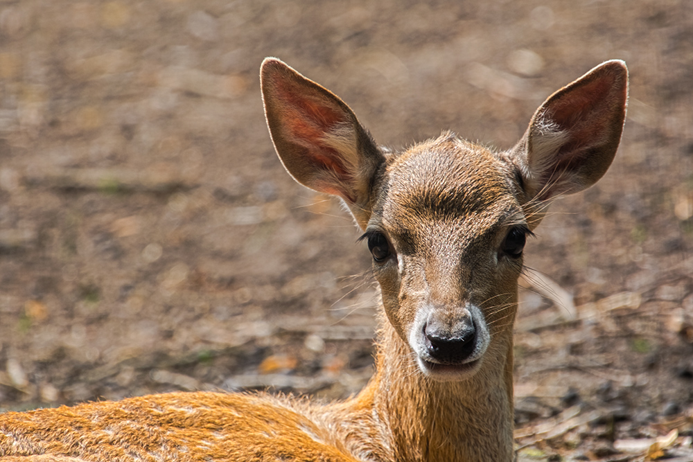 Persian fallow deer fawn in a forest ground