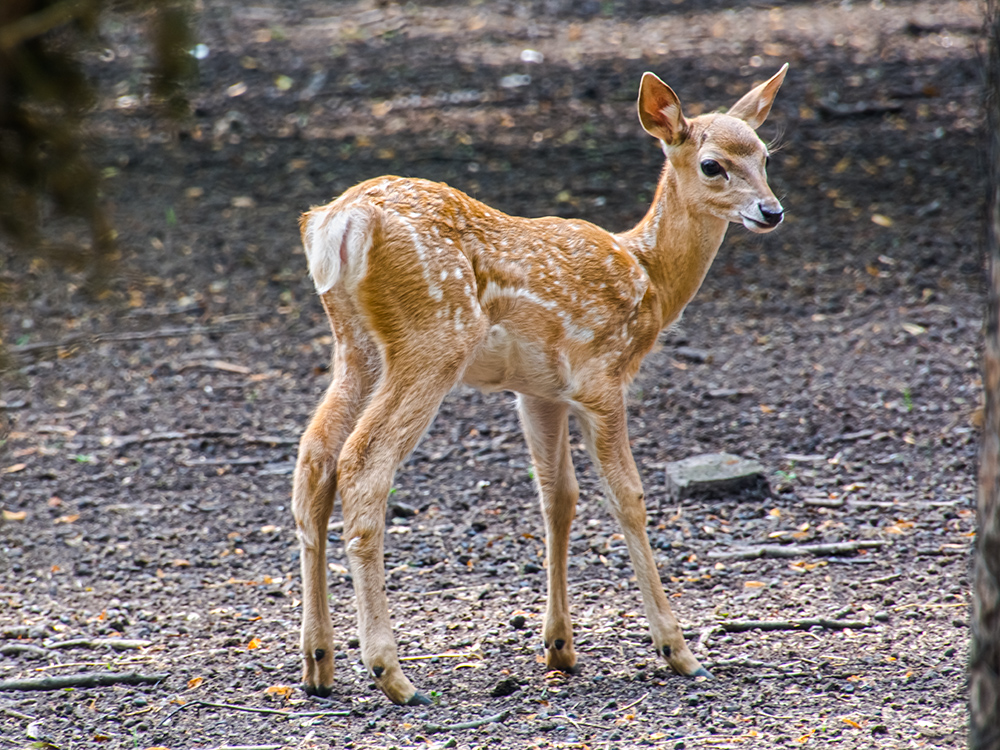 Persian fallow deer fawn in a forest ground