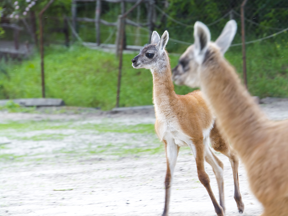 Guanaco chulengo, its scientific name is Lama guanicoe