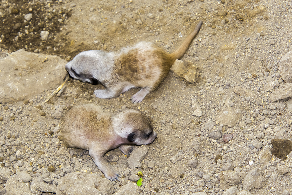 Meerkat baby, its scientific name is Suricata suricatta