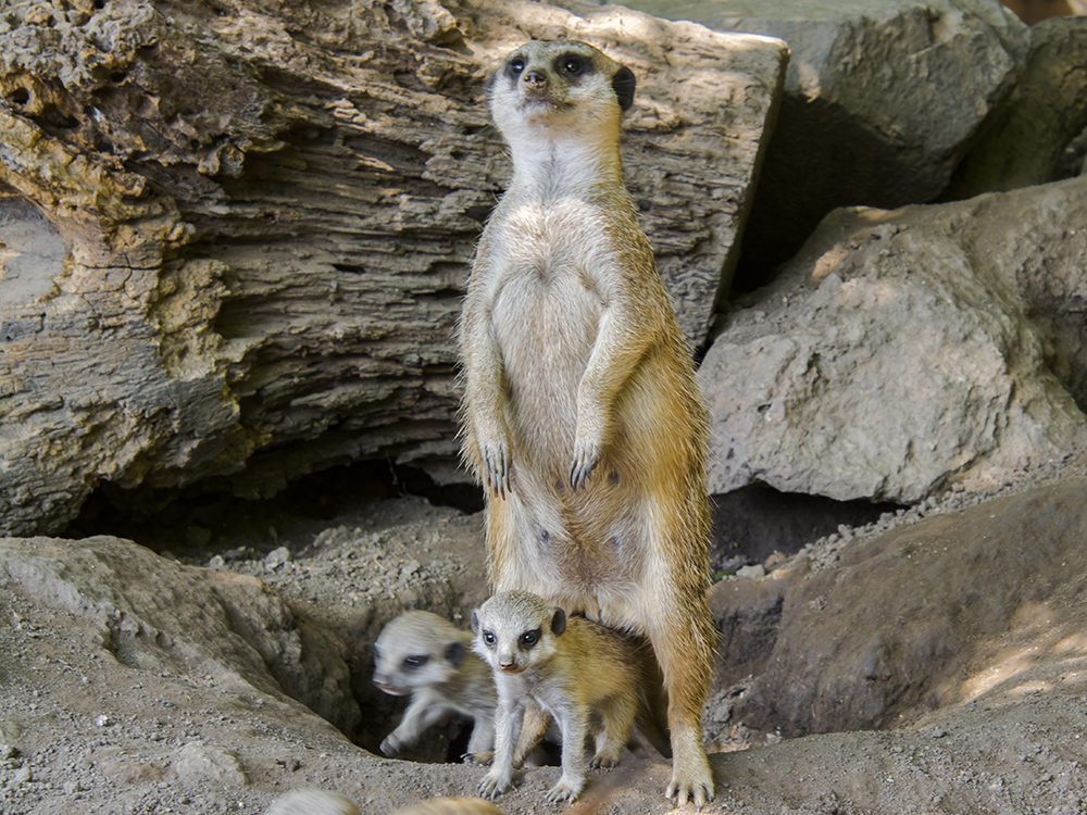 Meerkat baby, its scientific name is Suricata suricatta