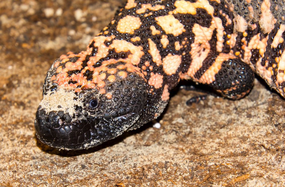 Gila monster, its scientific name is Heloderma suspectum suspectum