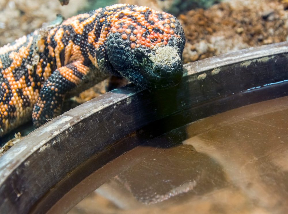 Gila monster, its scientific name is Heloderma suspectum suspectum