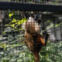 Brazilian bare-faced tamarin (Saguinus bicolor)