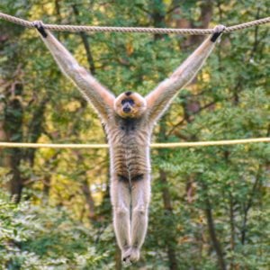 Gatszegi Gerda Timea