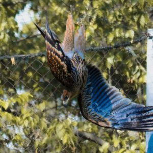 Gatszegi Gerda Timea