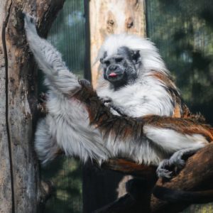 Gatszegi Gerda Timea