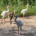 A Pantanal fiatal lakói