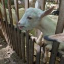 Én is kérek zoo csemegét!