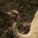 Emu