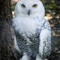 Bölcsen 