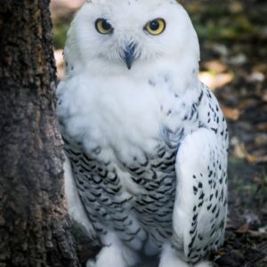 Gatszegi Gerda Timea