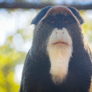 Gatszegi Gerda Timea