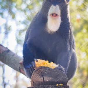 Gatszegi Gerda Timea