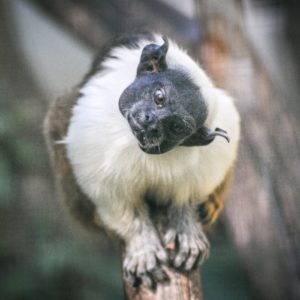 Gatszegi Gerda Timea