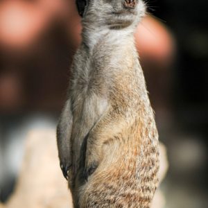 Gatszegi Gerda Timea