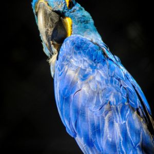 Gatszegi Gerda Timea