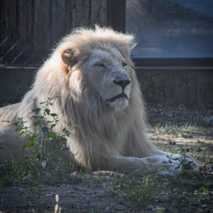 Gatszegi Gerda Timea