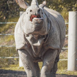 Gatszegi Gerda Timea