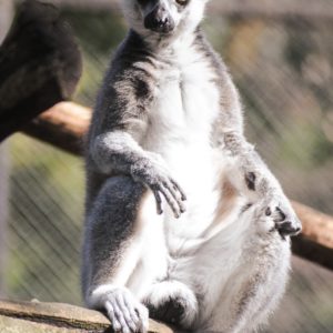 Gatszegi Gerda Timea