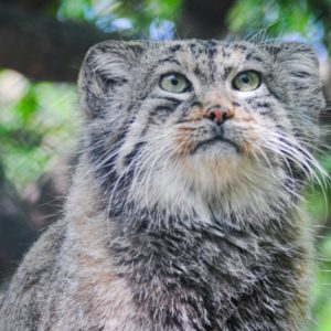 Gatszegi Gerda Timea