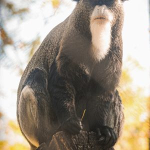 Gatszegi Gerda Timea