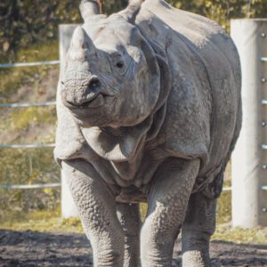 Gatszegi Gerda Timea