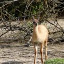 Guanaco kid